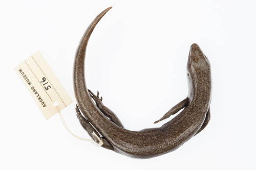 Chatham Island skink, Oligosoma nigriplantare