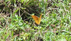 Argynnis hyperbius neumanni