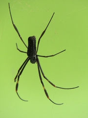 Trichonephila clavipes