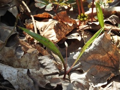 Erythronium propullans