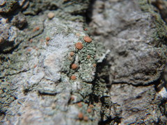Bacidia rubella
