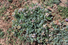Astragalus crassicarpus