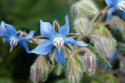 Borage