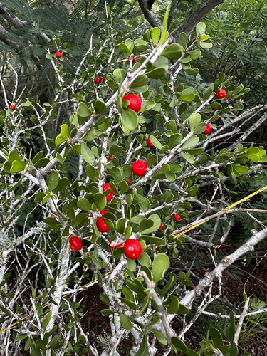 Schaefferia cuneifolia, photograph 1