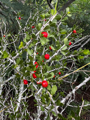 Schaefferia cuneifolia, photograph (c) Clifton Ladd, C.W.B., some rights reserved (CC BY)