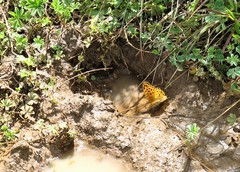 Argynnis hyperbius neumanni