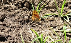 Argynnis hyperbius neumanni