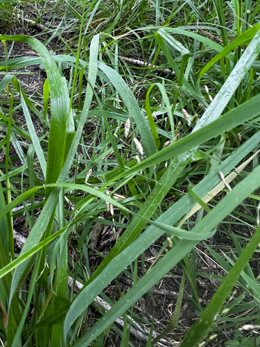Tridens texanus, photograph 6