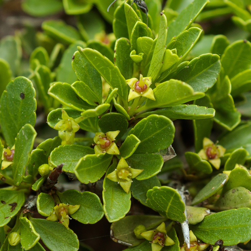 Olive Buckthorn