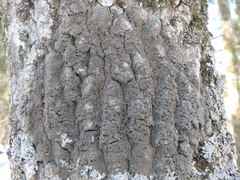 Rinodina ascociscana