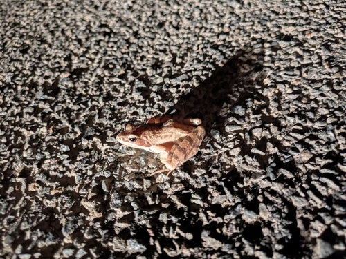 Agile Frog