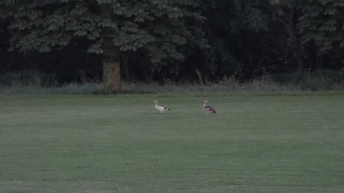 Egyptian Goose
