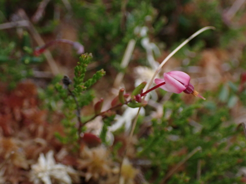 bog cranberry