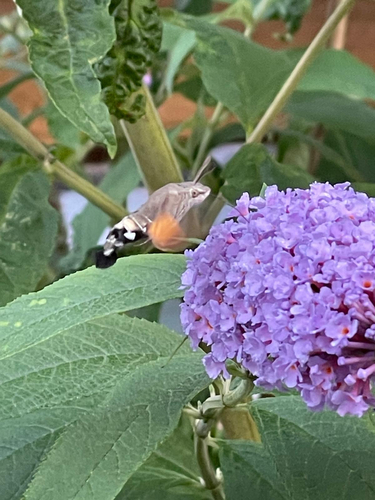 Eurasian Hummingbird Hawkmoth