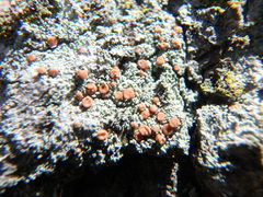 Bacidia rubella