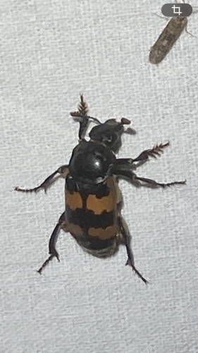 Vespillo Burying Beetle