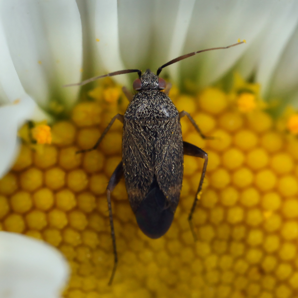Lepidargyrus ancorifer