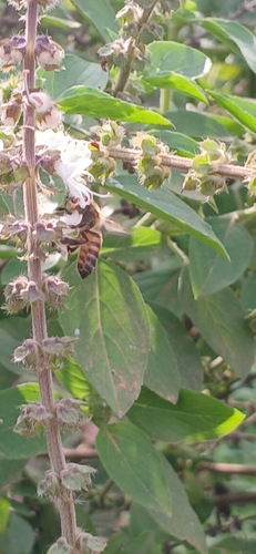 Western Honey Bee