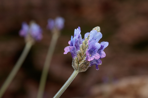 Cut-leaved lavender
