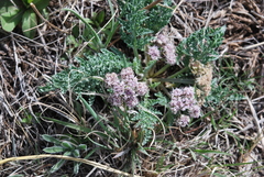 Vesper montanus