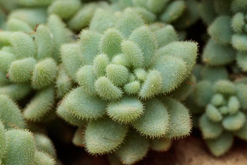 Sedum dasyphyllum glanduliferum