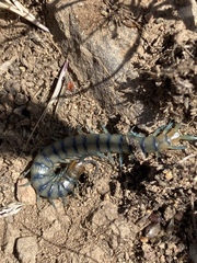 Scolopendra polymorpha