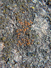Rufoplaca arenaria