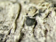 Kirschsteiniothelia atra