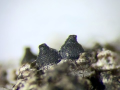 Kirschsteiniothelia atra