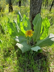 Wyethia helenioides