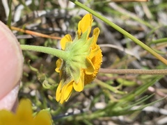 Lasthenia platycarpha