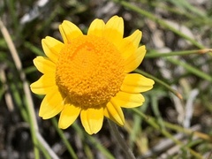 Lasthenia platycarpha