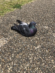 Columba livia domestica