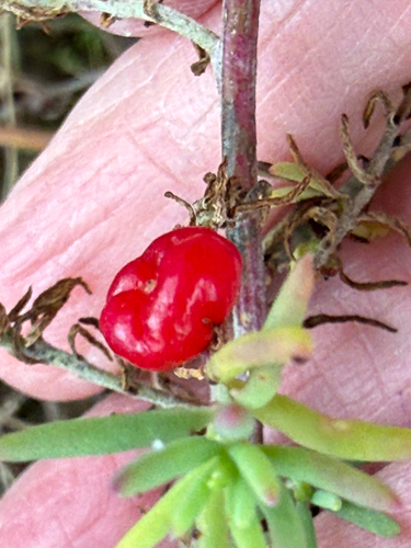 ruby saltbush