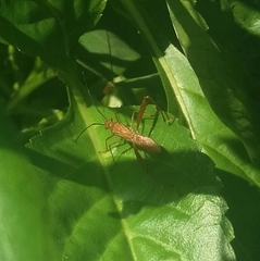 Riptortus linearis