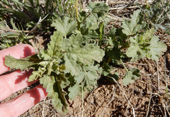Sphaeralcea incana