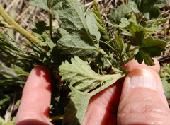 Sphaeralcea incana