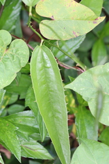 Smilax coriacea