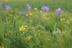 Lomatium bradshawii