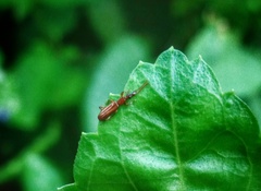 Cerobates