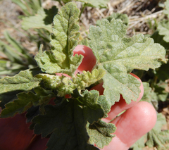 Sphaeralcea incana