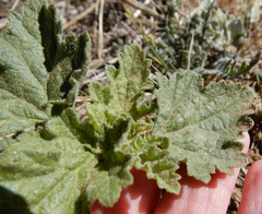 Sphaeralcea incana