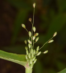 Dichanthelium boscii