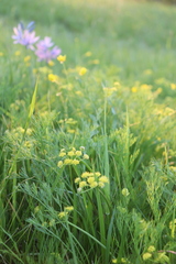 Lomatium bradshawii