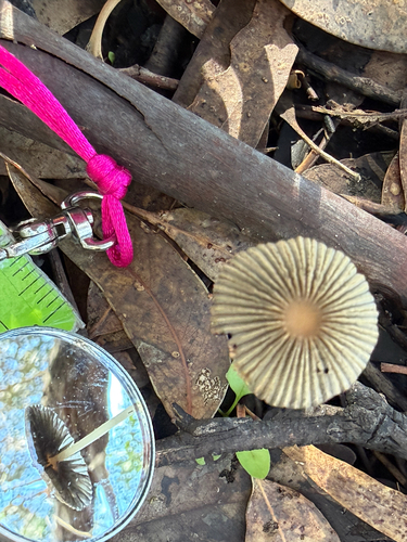 pleated inkcap