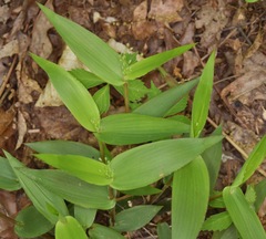 Dichanthelium boscii