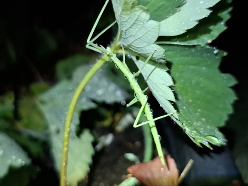 French stick insect