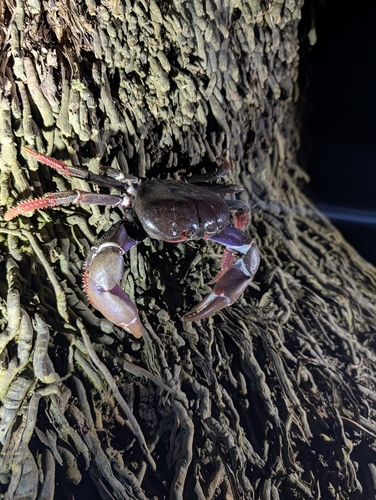 São Tomé Land Crab