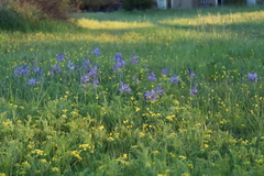 Lomatium bradshawii