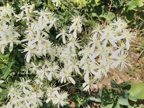 fragrant virgin's-bower